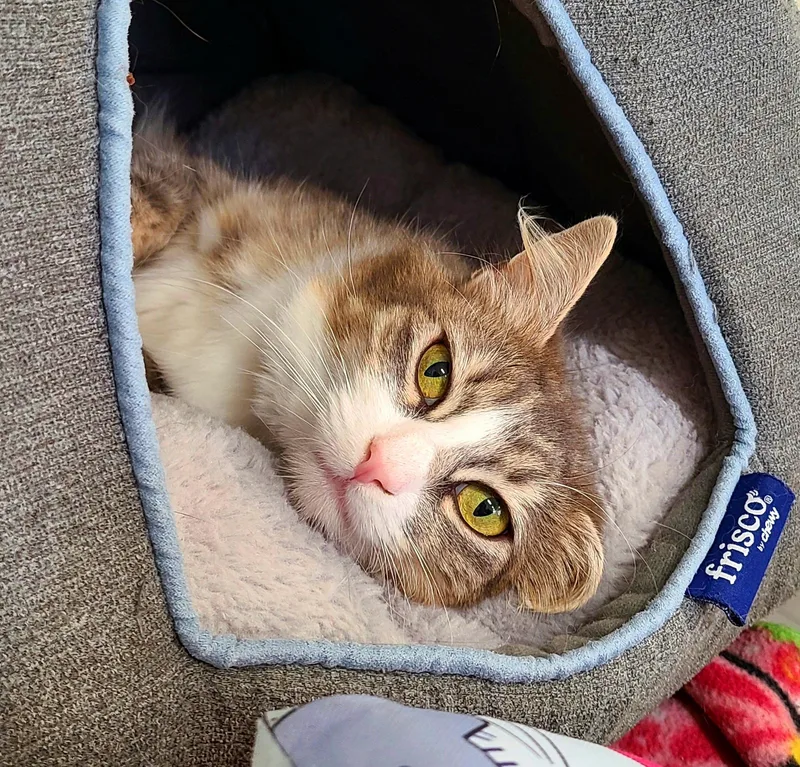 A young medium-sized female Gray / Blue / Silver Domestic Short Hair cat named Lucinda for adoption in Kirkland, WA
