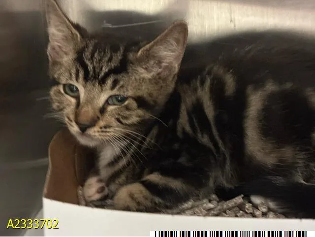 A baby small-sized male Domestic Short Hair cat named Casey for adoption in West Palm Beach, FL