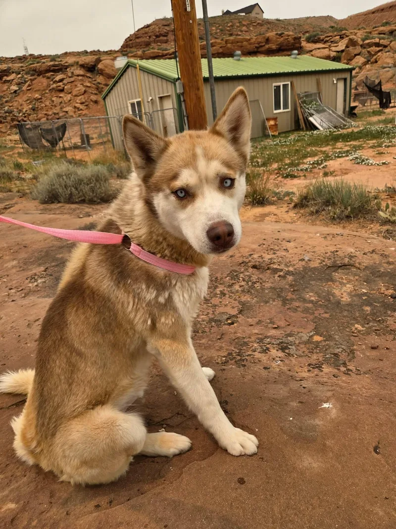 An adult large-sized male Red / Chestnut / Orange Husky dog named River for adoption in Roosevelt, UT