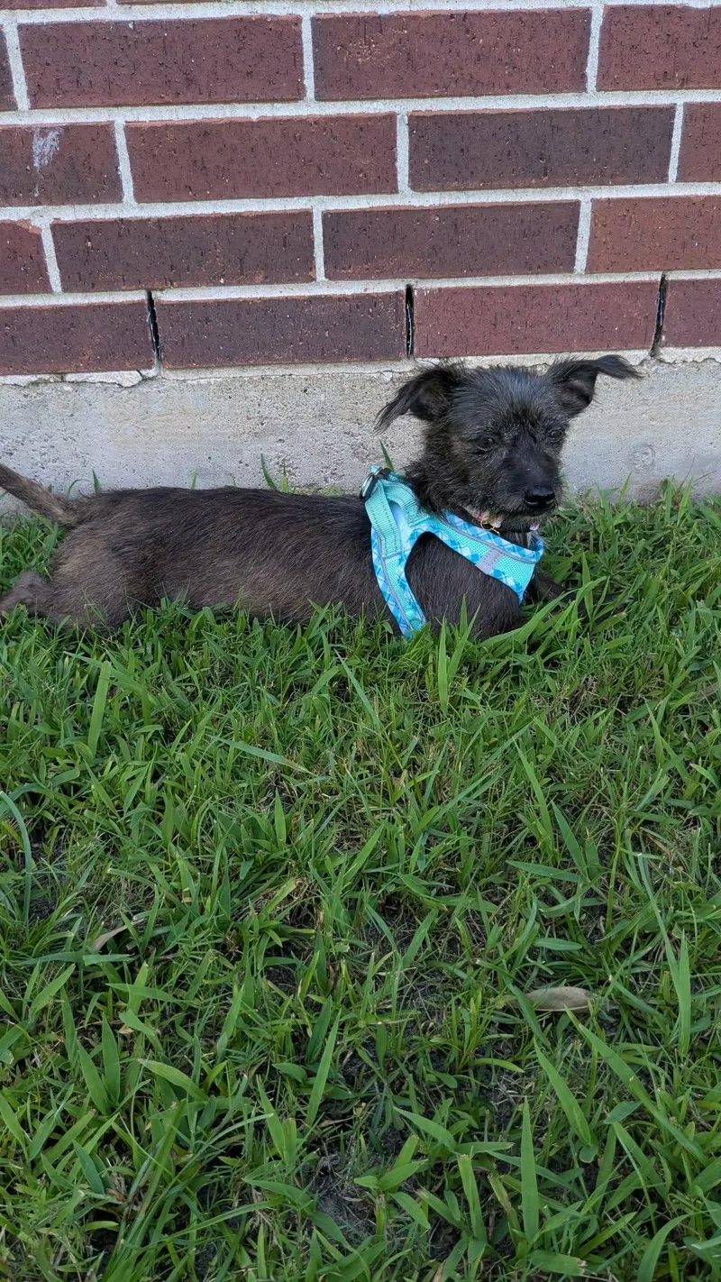 A young small-sized female Terrier dog named Brooke Your perfect for adoption in Houston, TX