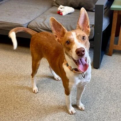 An adult medium-sized male Merle (Red) Mixed Breed dog named Joseph for adoption in Lansing, MI