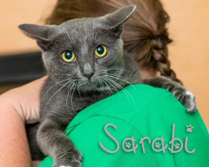 A young medium-sized female Gray / Blue / Silver Domestic Short Hair cat named Sarabi for adoption in Somerset, PA