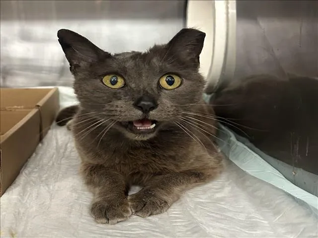 A senior large-sized female Gray / Blue / Silver Domestic Short Hair cat named Fancy for adoption in Woodland, CA