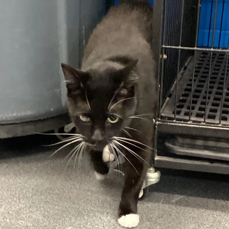 An adult large-sized male Black Domestic Short Hair cat named Bootsie for adoption in Montgomery, AL