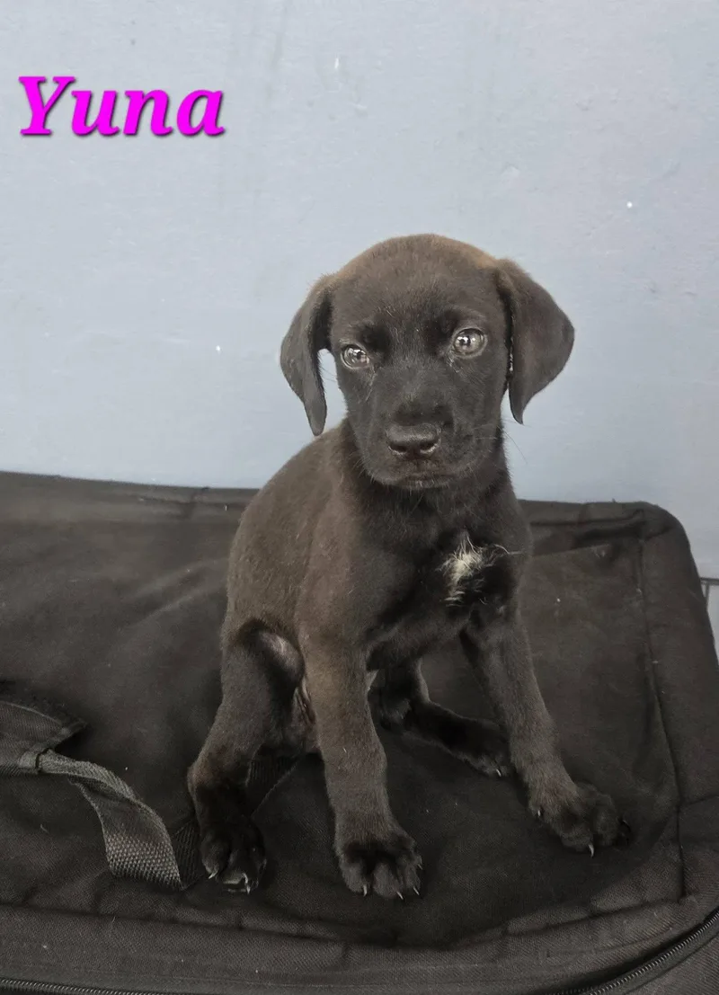 A baby medium-sized female Brown / Chocolate Labrador Retriever dog named Yuna for adoption in Huntington, NY