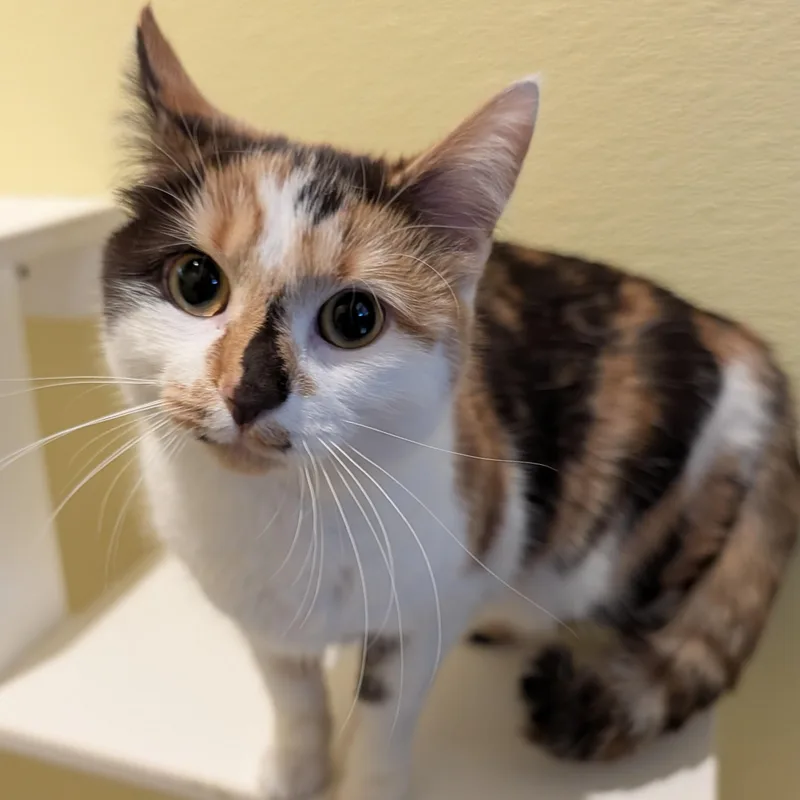 A young medium-sized female Calico Domestic Short Hair cat named Creamer for adoption in Accident, MD