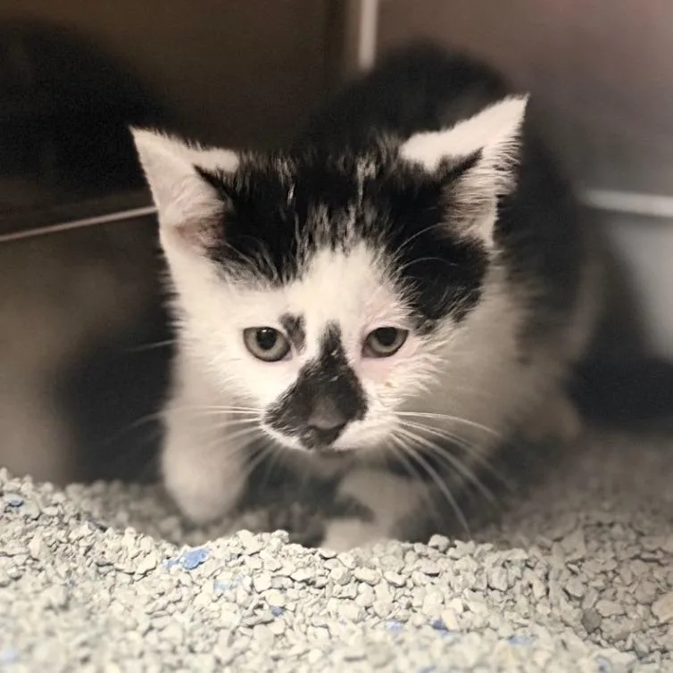 A baby small-sized female Black Domestic Short Hair cat named Alora for adoption in Caryville, TN