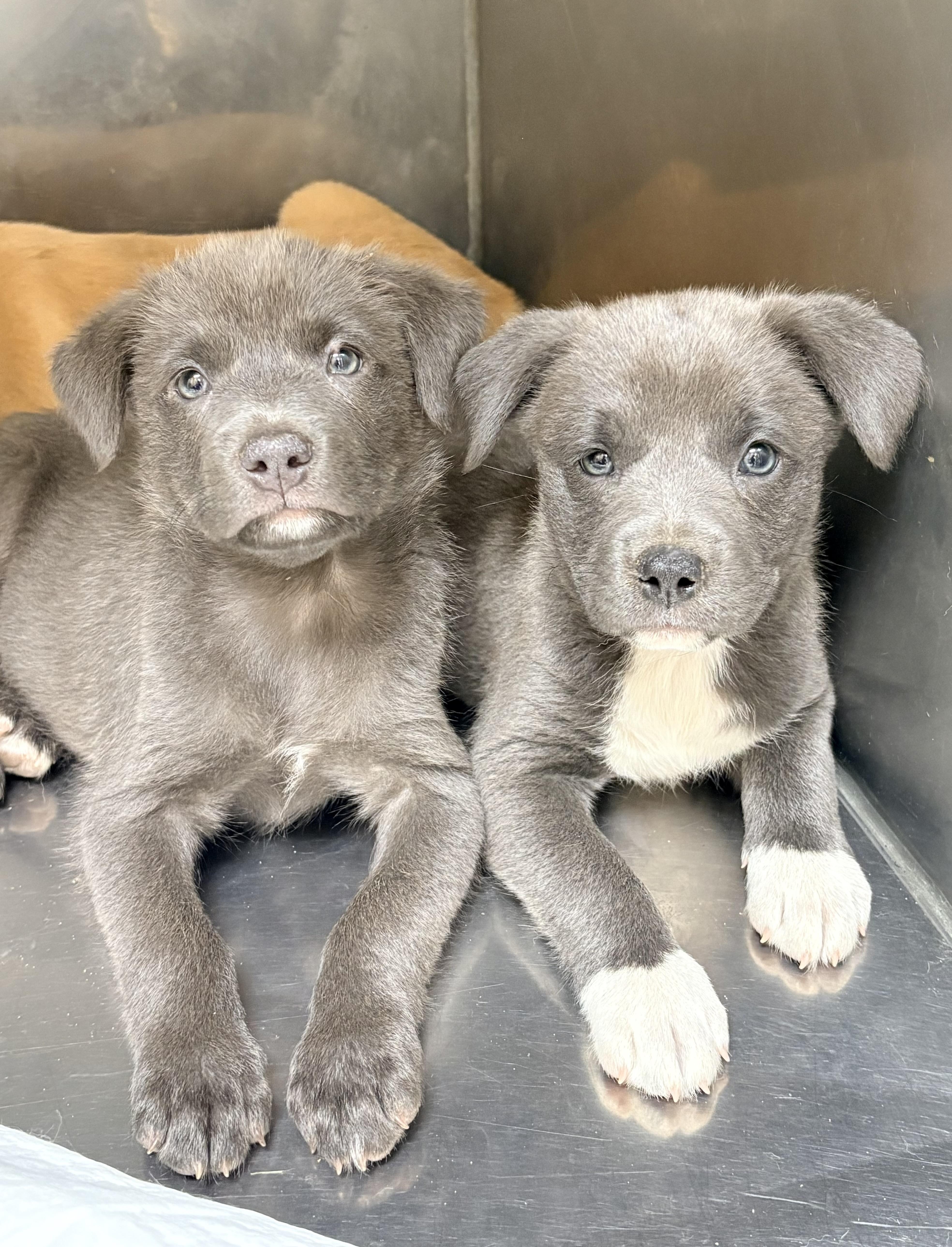 A baby medium-sized female Gray / Blue / Silver Labrador Retriever dog named Foxy for adoption in Chicago, IL