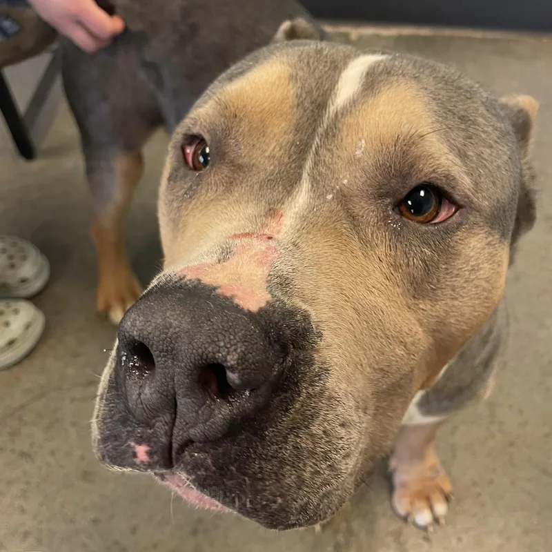 Knucklehead thumbnail 2