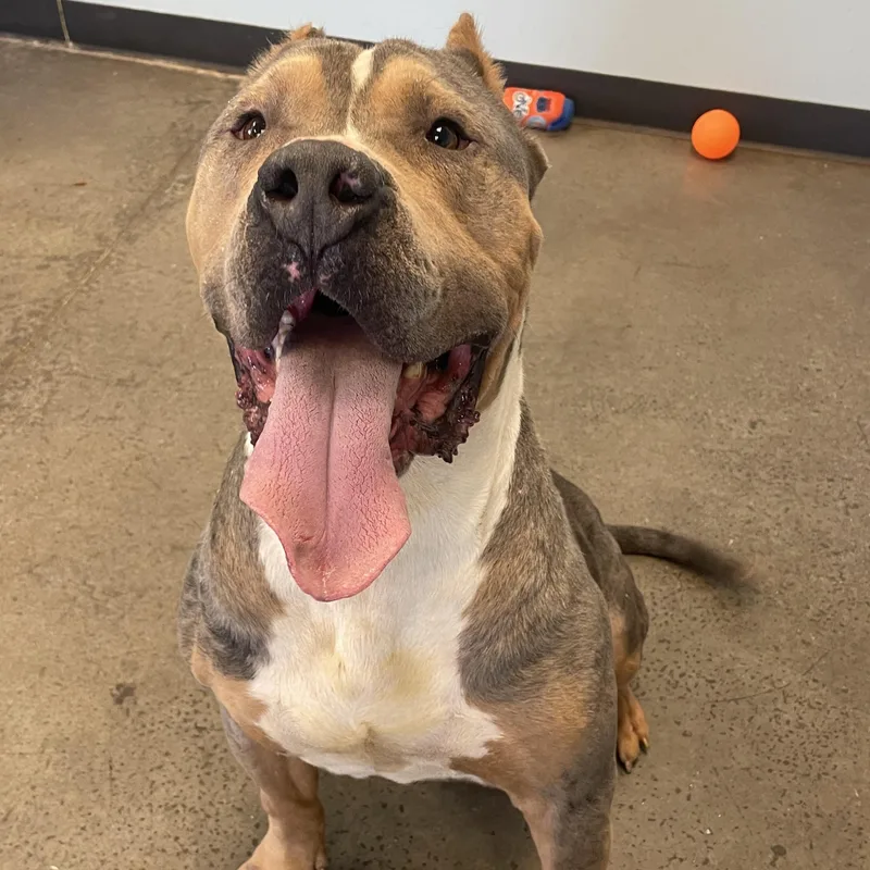 Knucklehead thumbnail 3