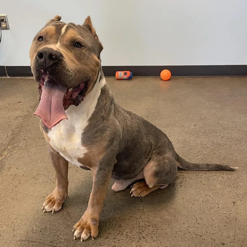 An adult large-sized male Gray / Blue / Silver Mixed Breed dog named Knucklehead for adoption in Mishawaka, IN