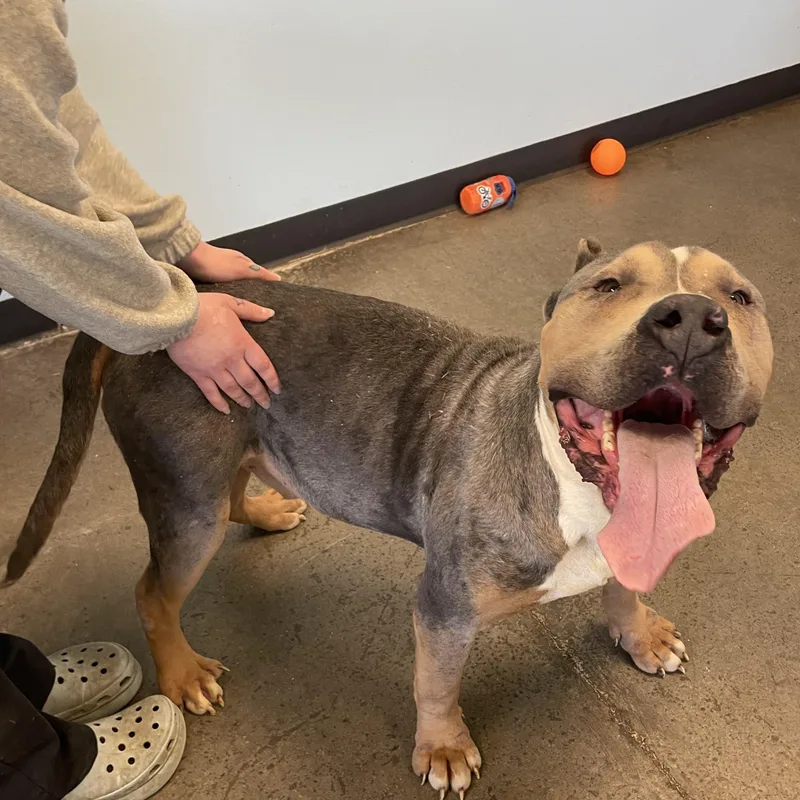 Knucklehead thumbnail 4