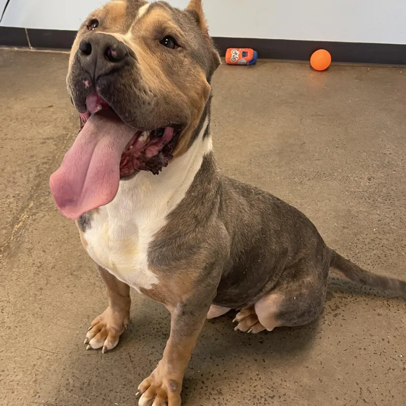 Knucklehead thumbnail 5