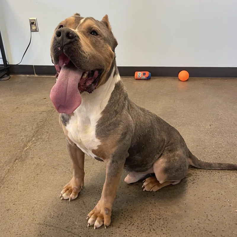 Knucklehead thumbnail 6