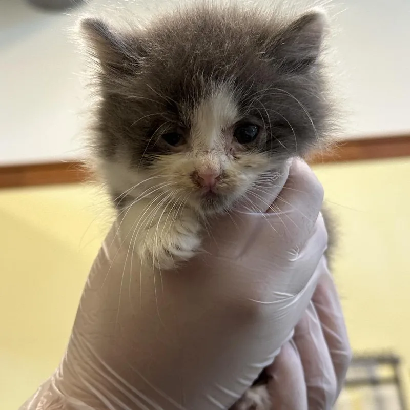 A baby small-sized male Gray / Blue / Silver Domestic Long Hair cat named Chonk for adoption in Lynchburg, VA