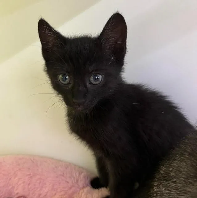 A baby medium-sized female Domestic Short Hair cat named Jackie for adoption in Fort Myers, FL