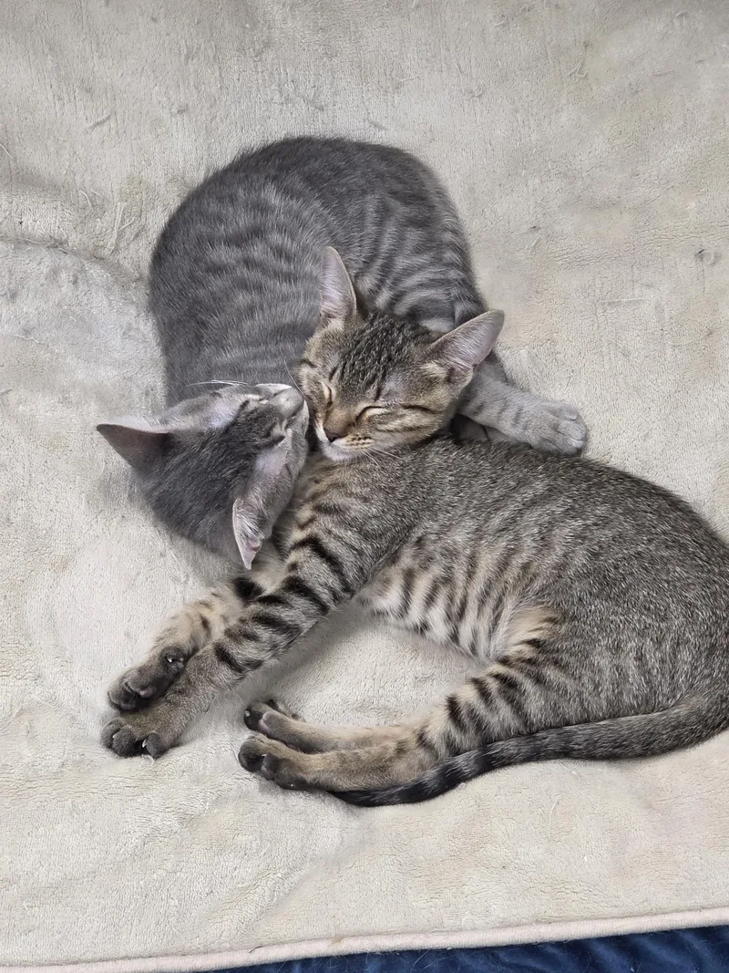 A baby small-sized female Tabby (Gray / Blue / Silver) Domestic Short Hair cat named Guiseppa and Gadget for adoption in Schertz, TX