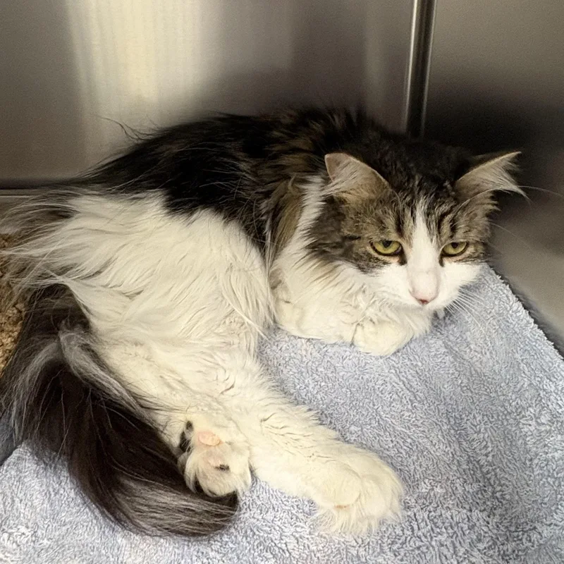 Pretty Girl thumbnail 2