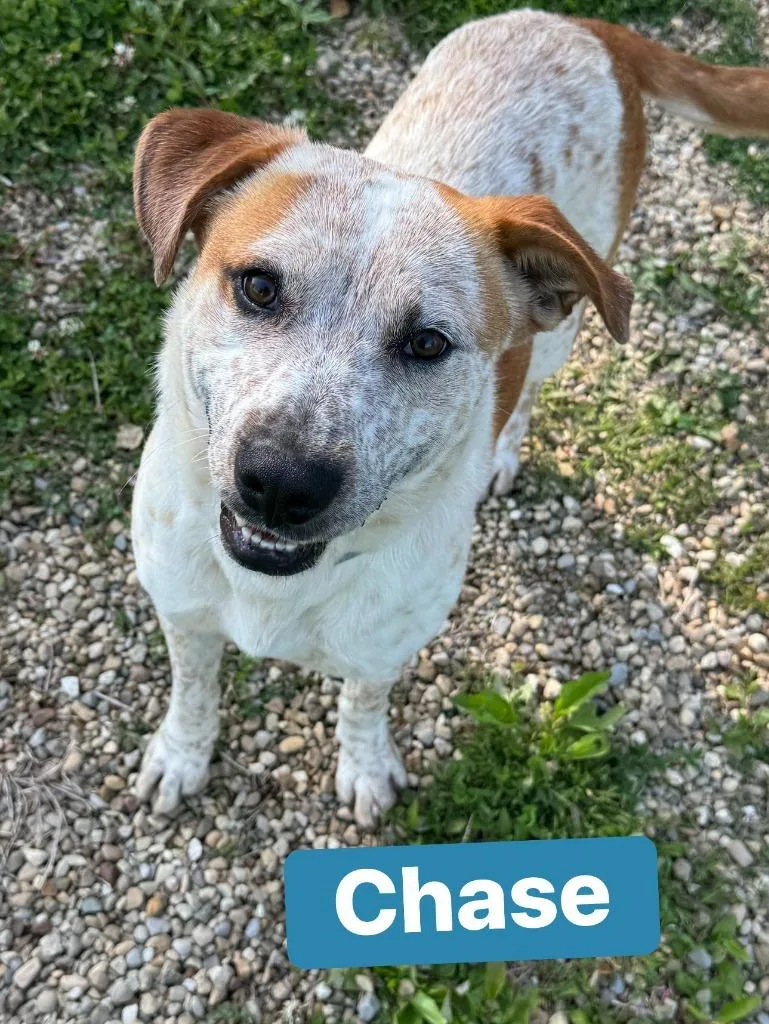 Chase