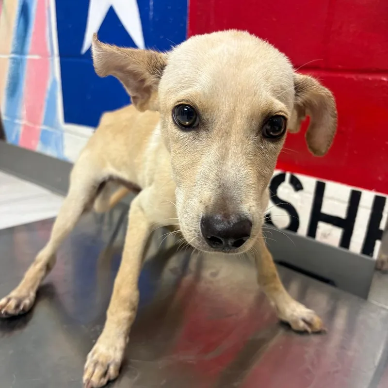 A baby small-sized male Yellow / Tan / Blond / Fawn Mixed Breed dog named Cracker for adoption in Lufkin, TX
