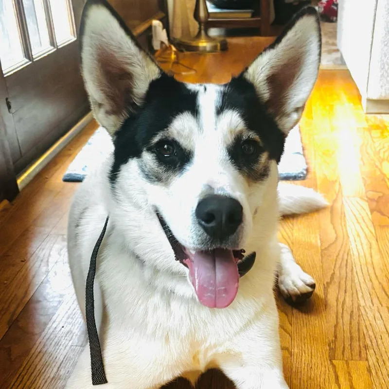 Thunder Bolt thumbnail 2