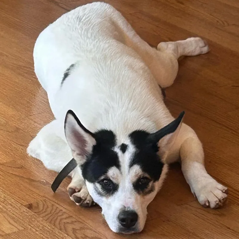 Thunder Bolt thumbnail 3