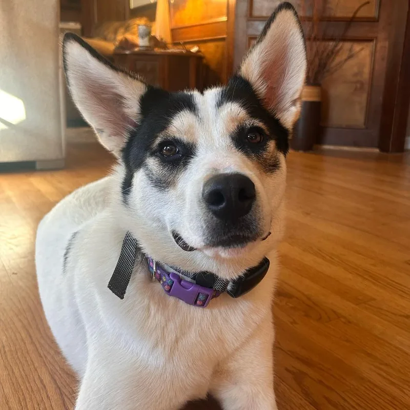 Thunder Bolt thumbnail 4