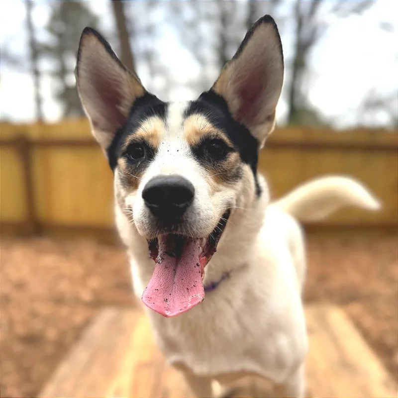 Thunder Bolt thumbnail 5