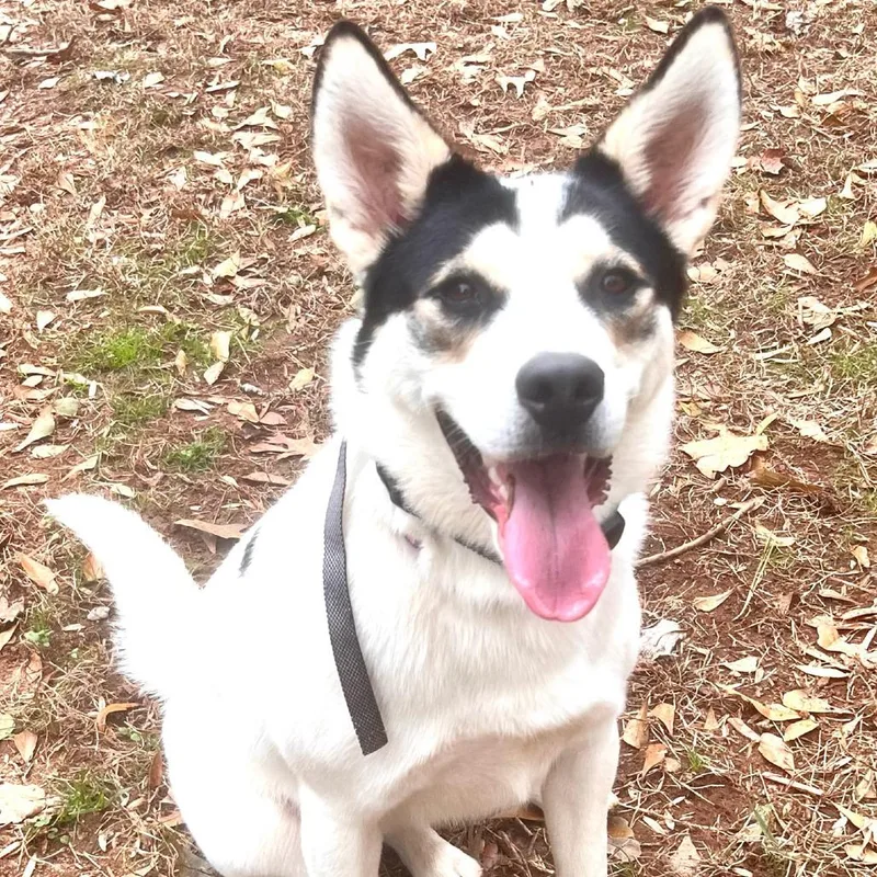 Thunder Bolt thumbnail 6