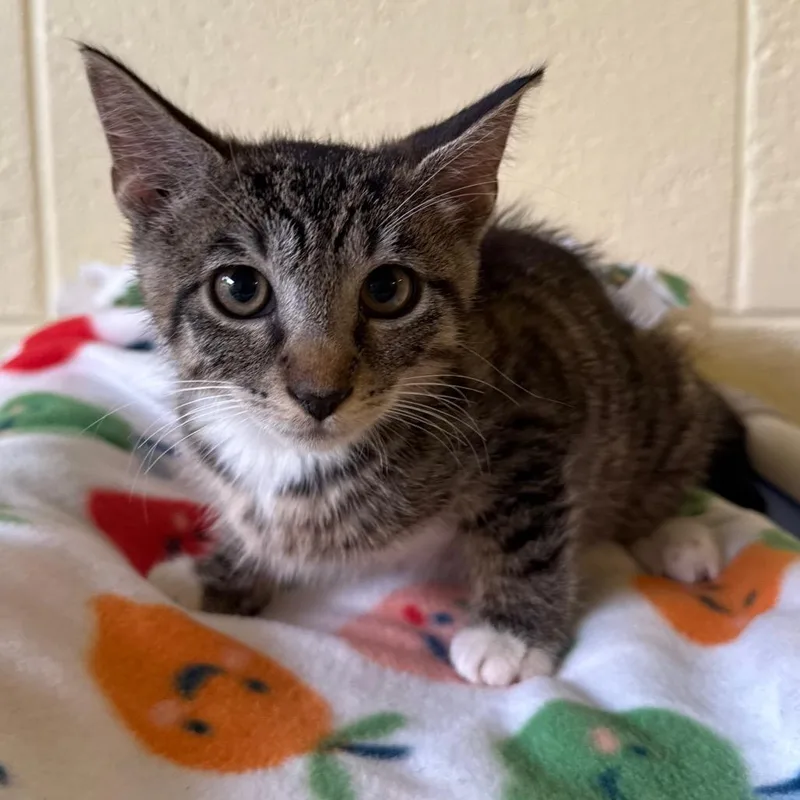 A baby small-sized male Gray / Blue / Silver Domestic Short Hair cat named Stitch for adoption in Naples, FL