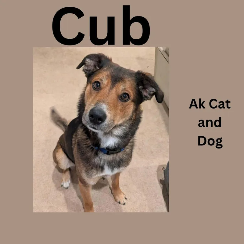 Cub thumbnail 4