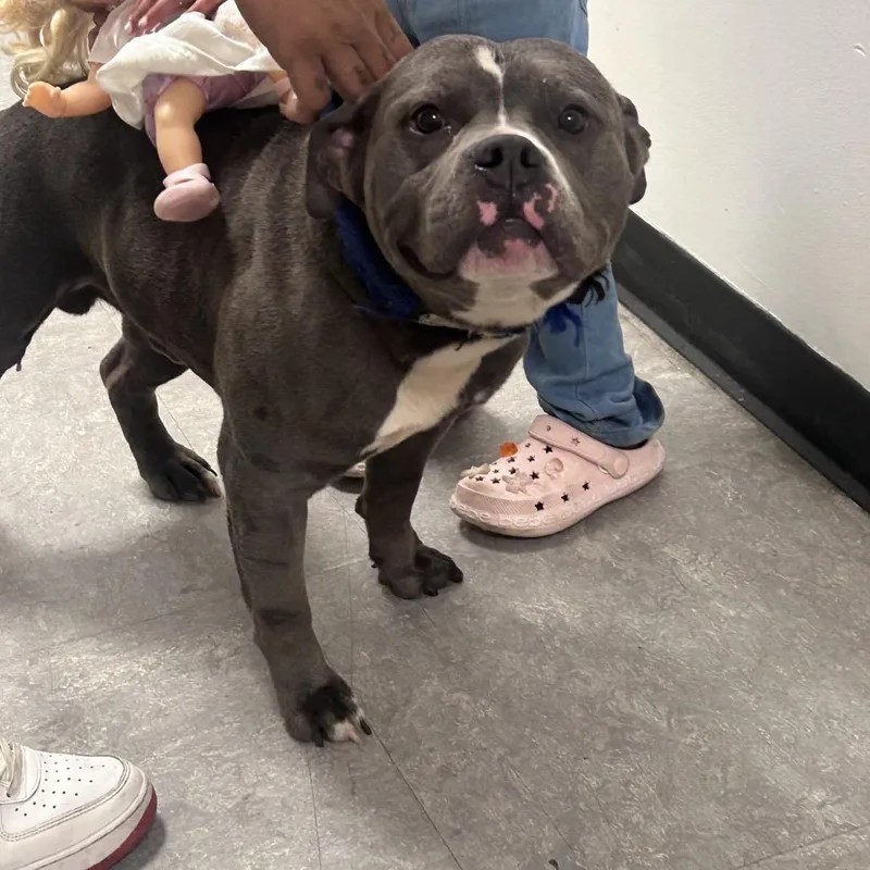 An adult large-sized male Brown / Chocolate Pit Bull Terrier dog named Scooby for adoption in Philadelphia, PA