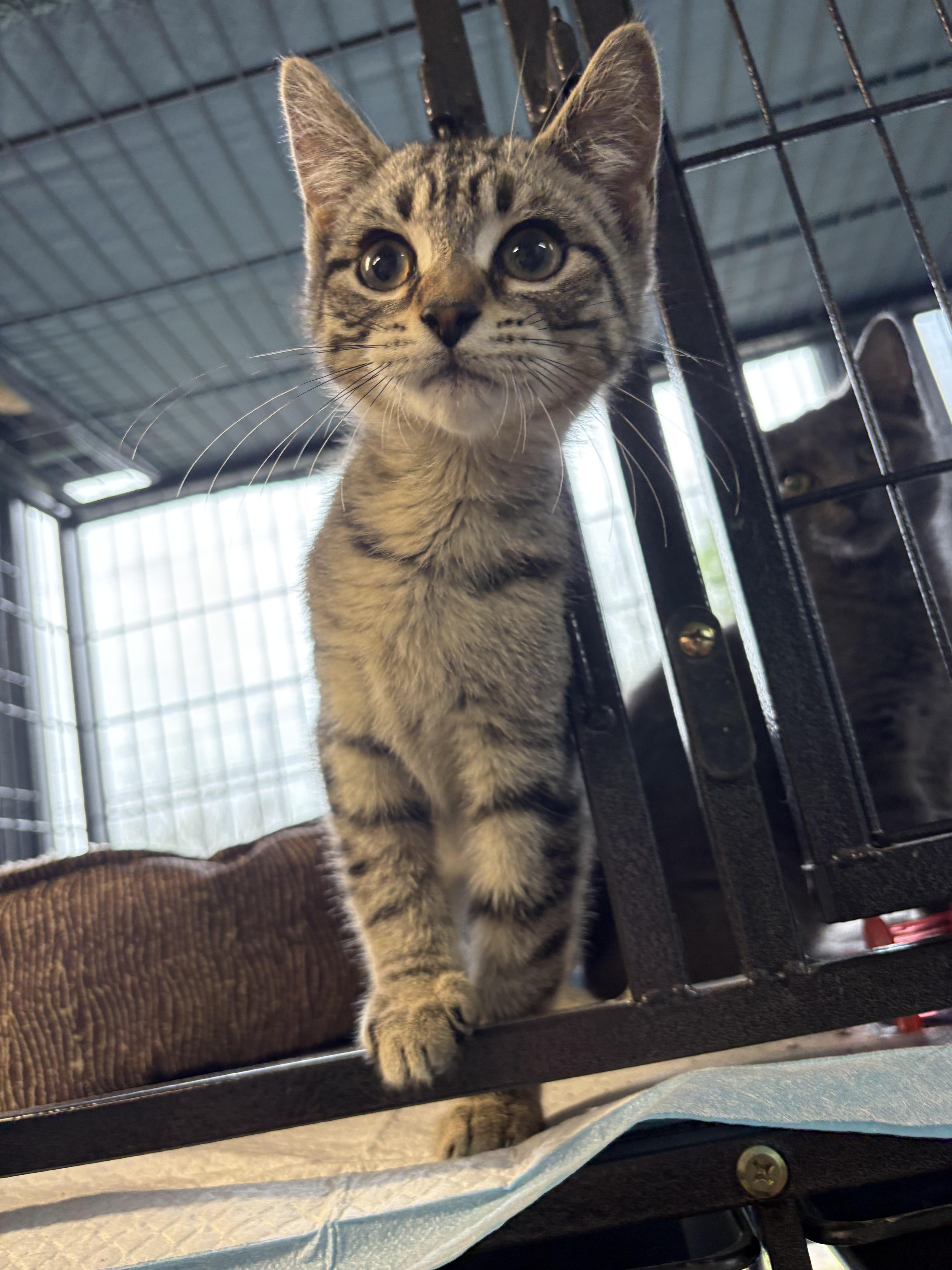 A baby small-sized male Domestic Short Hair cat named Loki for adoption in Hermitage, PA