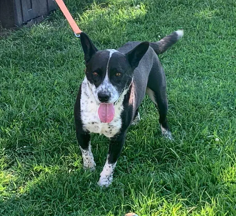 Uncle Sam thumbnail 2