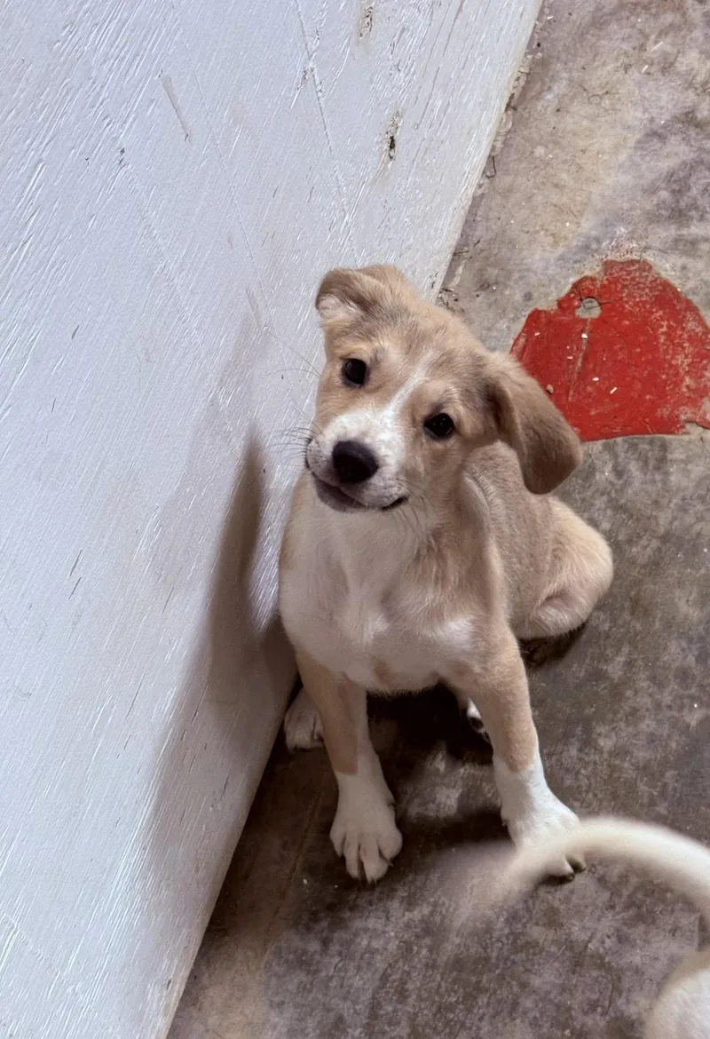 A young medium-sized female Yellow / Tan / Blond / Fawn Black Mouth Cur dog named Neptune for adoption in Jacksonville, TX