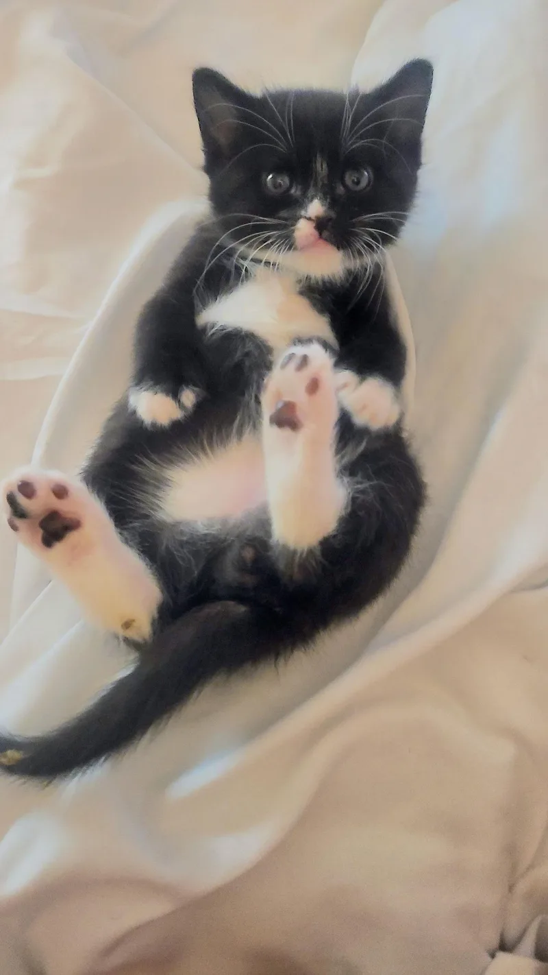 Tux thumbnail 2