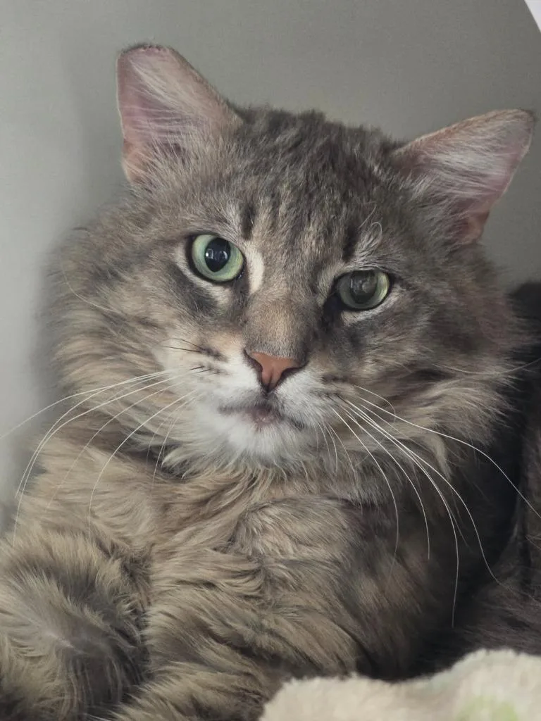An adult small-sized male Domestic Medium Hair cat named Tuna for adoption in Coachella, CA