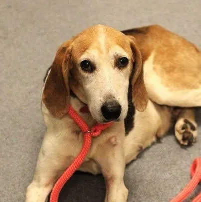A senior medium-sized female Tricolor (Brown, Black, & White) Hound dog named Goldie for adoption in Fredericksburg, VA