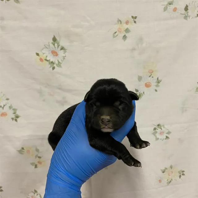 A baby small-sized male Pit Bull Terrier dog named A for adoption in Modesto, CA