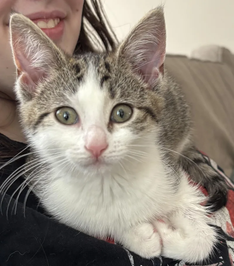 A baby medium-sized female Gray & White Tabby cat named Melody for adoption in Lambertville, NJ