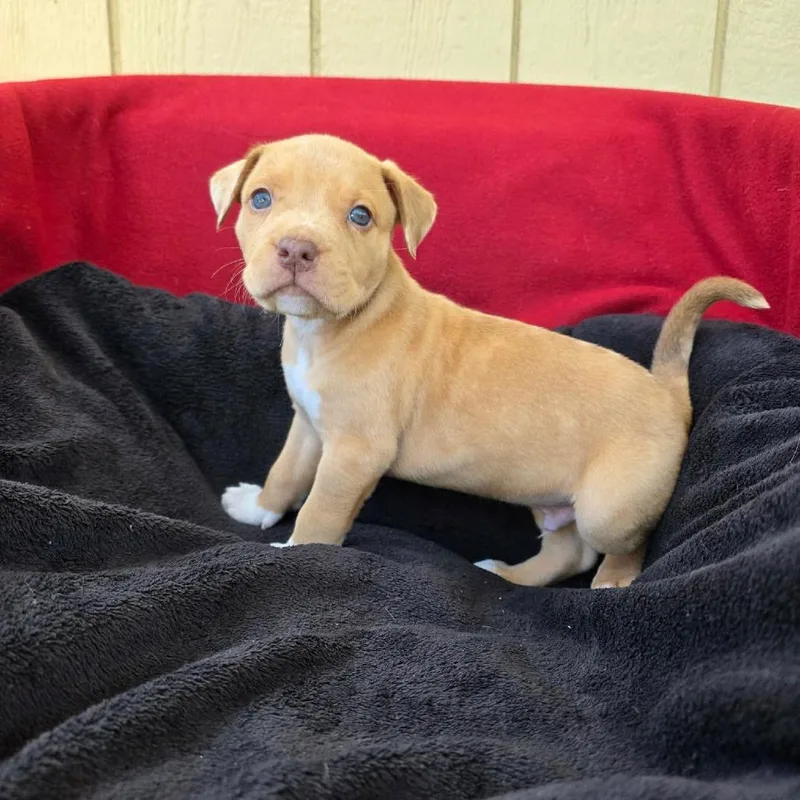 A baby small-sized male Yellow / Tan / Blond / Fawn Pit Bull Terrier dog named Lo Mein for adoption in Jackson, MO