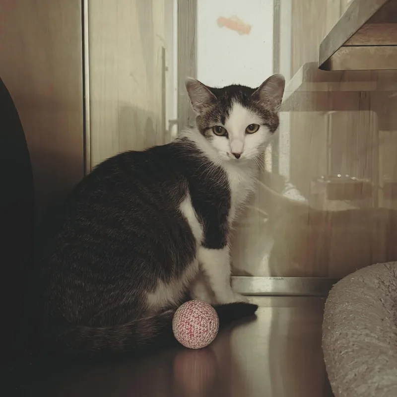 A baby small-sized female White Domestic Short Hair cat named Possum for adoption in Bryson City, NC