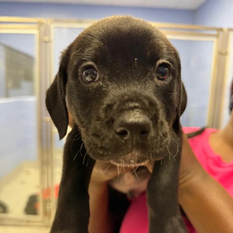 A baby small-sized male Brown / Chocolate Mixed Breed dog named Nemo for adoption in Madisonville, TN