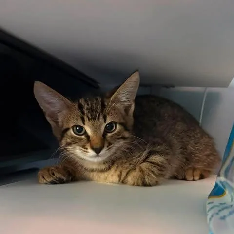 A baby small-sized male Brown / Chocolate Domestic Short Hair cat named Qulin for adoption in Brevard, NC