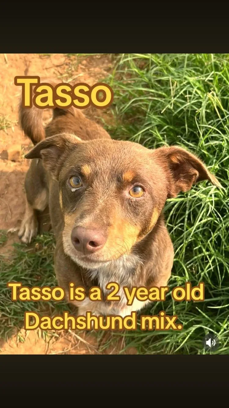 An adult small-sized male Bicolor Dachshund dog named Tasso for adoption in Paradise, TX