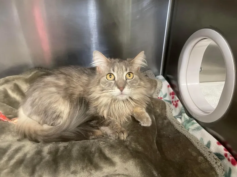 An adult large-sized female Domestic Long Hair cat named Shadow for adoption in Grants Pass, OR