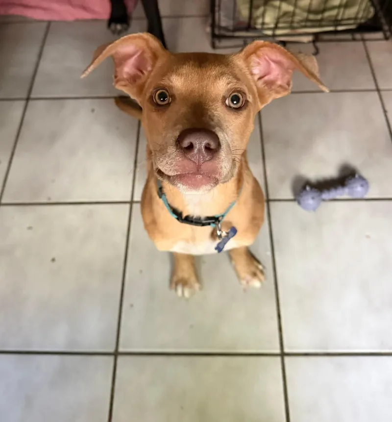 Sweet Maddie thumbnail 3