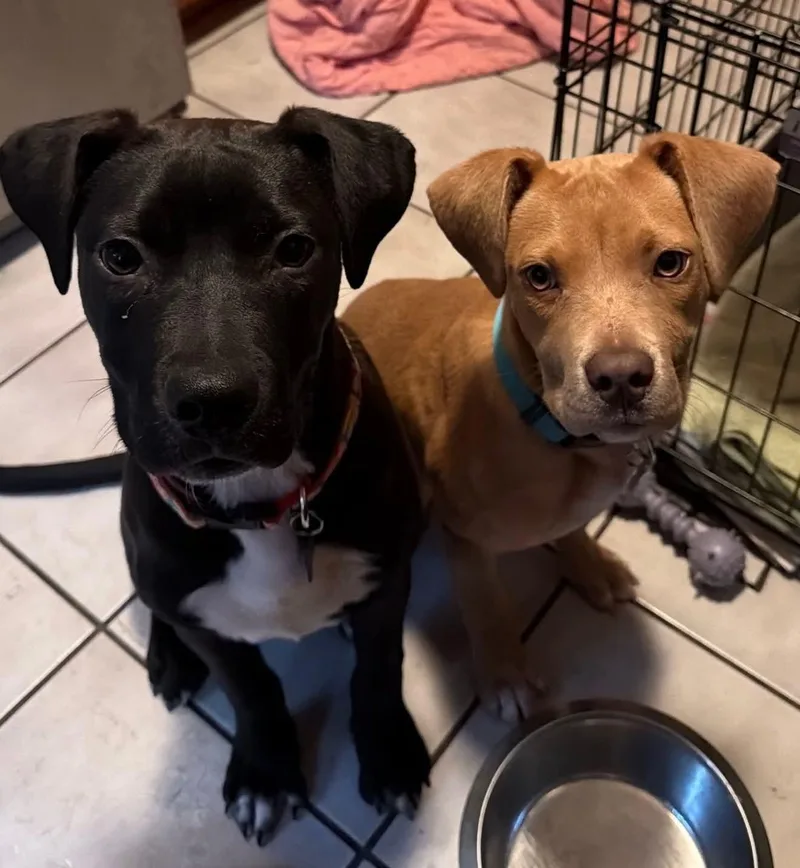 Sweet Maddie thumbnail 4