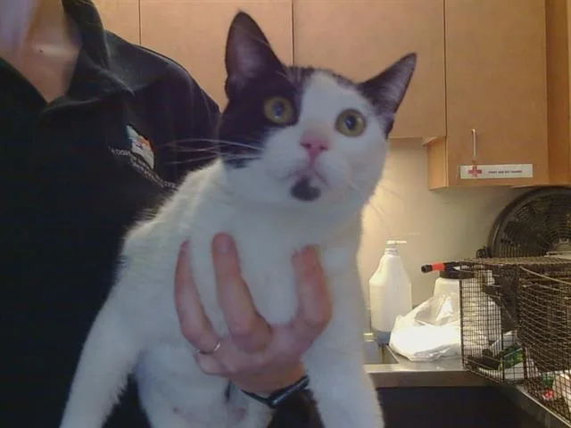 A young medium-sized female Domestic Short Hair cat named Peony for adoption in Sacramento, CA