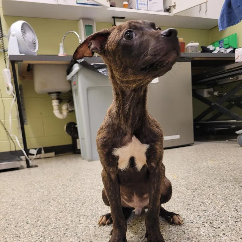 A young medium-sized male Pit Bull Terrier dog named Buck Wheat for adoption in Cedar Rapids, IA